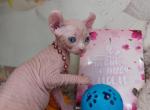 Laura - Sphynx Cat For Sale - Norwalk, CT, US