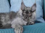 Akbars - Maine Coon Cat For Sale - Norwalk, CT, US