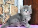 Kitti - British Shorthair Cat For Sale - Norwalk, CT, US