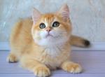 Gustav - British Shorthair Cat For Sale - Miami, FL, US