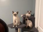 Siamese kittens - Siamese Cat For Sale - Attleboro, MA, US