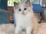 blue bicolor - Ragdoll Cat For Sale - Fontana, CA, US