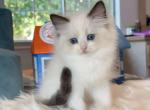 Seal Bicolor Boy9 - Ragdoll Cat For Sale - Fontana, CA, US