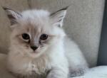 Ragdoll Lynx Point Male - Ragdoll Cat For Sale - Eau Claire, WI, US