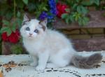 Bingo - Ragdoll Cat For Sale - Fairfax, VA, US