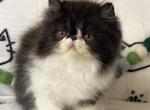 Isabella - Persian Kitten For Sale - Duluth, GA, US