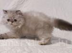 CFA Grand Champion Line Cotton Ball - Himalayan Cat For Sale - Marietta, GA, US