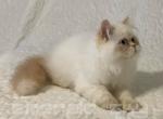 CFA Grand Champion Line Schroeder - Himalayan Cat For Sale - 