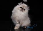 Jovial's Roxie - Himalayan Kitten For Sale - Newburgh, NY, US