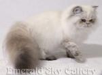 CFA Grand Champion Line Sweet Torti Lynx Point - Himalayan Cat For Sale - Marietta, GA, US
