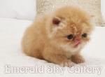 CFA Grand Champion Line Red Persian Kitten - Persian Cat For Sale - Marietta, GA, US