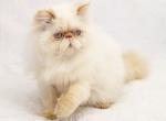CFA Grand Champion Line Flame Point Himalayan - Himalayan Cat For Sale - Marietta, GA, US