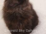 Meet Eli CFA Grand Champion Line Black Persian - Persian Cat For Sale - Marietta, GA, US