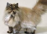 Bella Grand Champion Line Persian - Persian Cat For Sale - Marietta, GA, US