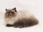 CFA Grand Champion Line Sweet Seal Point Himalayan - Himalayan Cat For Sale - Marietta, GA, US