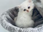 snowy - Himalayan Cat For Sale - Mount Prospect, IL, US