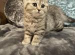 Sunni - Scottish Fold Cat For Sale - Tukwila, WA, US