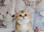 Emili - British Shorthair Cat For Sale - Boston, MA, US