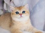 Emma - British Shorthair Cat For Sale - Indianapolis, IN, US