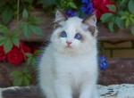 Bingo - Ragdoll Cat For Sale - State College, PA, US