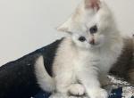 Umka - Scottish Straight Kitten For Sale - Renton, WA, US