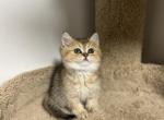 Leo - British Shorthair Cat For Sale - Renton, WA, US