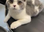 Xanna - British Shorthair Cat For Sale - Miami, FL, US