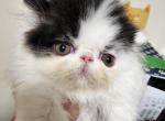 Lucy Rosie Paton - Persian Cat For Sale - Saylorsburg, PA, US