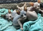 Sphynx - Sphynx Cat For Sale - Hallandale, FL, US