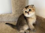 Lily - Scottish Fold Cat For Sale - Renton, WA, US