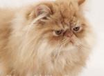CFA Grand Champion Line Sweet Red Male Persian - Persian Cat For Sale - Marietta, GA, US