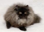 CFA Grand Champion Line Sweet Black Male Persian - Persian Cat For Sale - Marietta, GA, US