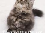 CFA Grand Champion Line Sweet Tabby Persian Female - Persian Cat For Sale - Marietta, GA, US