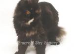 Meet Truffles CFA Grand Champion Line Tortoiseshel - Persian Cat For Sale - Marietta, GA, US