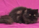 Meet Joan Jett CFA Grand Champion Line Persian - Persian Cat For Sale - Marietta, GA, US