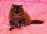 CFA Grand Champion Line Sweet Black Persian Male - Persian Cat For Sale - Marietta, GA, US