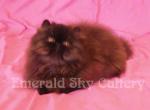 CFA Grand Champion Line 2nd Black Persian Male - Persian Cat For Sale - Marietta, GA, US