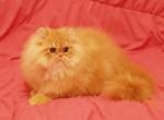 CFA Grand Champion Line Sweet Red Persian - Persian Cat For Sale - Marietta, GA, US
