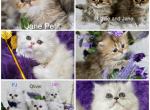 Cattery Sale with Breeders Available - Persian Cat For Sale/Service - Tampa, FL, US