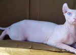 ELF Bella white odd eyed - Sphynx Cat For Sale - Abington, PA, US