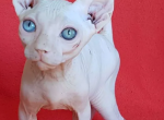 ELF Simba white odd eyed - Sphynx Kitten For Sale - Abington, PA, US