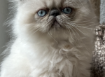 Dahlia Blu - Himalayan Cat For Sale - Aledo, TX, US