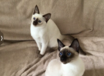 Two of Musettas kittens - Siamese Cat For Sale - Queenstown, MD, US