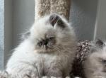 Lil Blu - Himalayan Cat For Sale - Aledo, TX, US