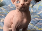 Stella white odd eyed - Sphynx Cat For Sale - Abington, PA, US