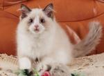 Barbi - Ragdoll Cat For Sale - Fairfax, VA, US