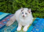 Bentley - Ragdoll Cat For Sale - Fairfax, VA, US