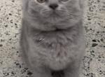 Adorable British Shorthair Blue Male - British Shorthair Cat For Sale - Clearwater, FL, US