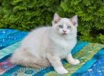 Bentley - Ragdoll Cat For Sale - New York, NY, US