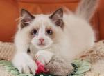 Barbie - Ragdoll Cat For Sale - Fairfax, VA, US